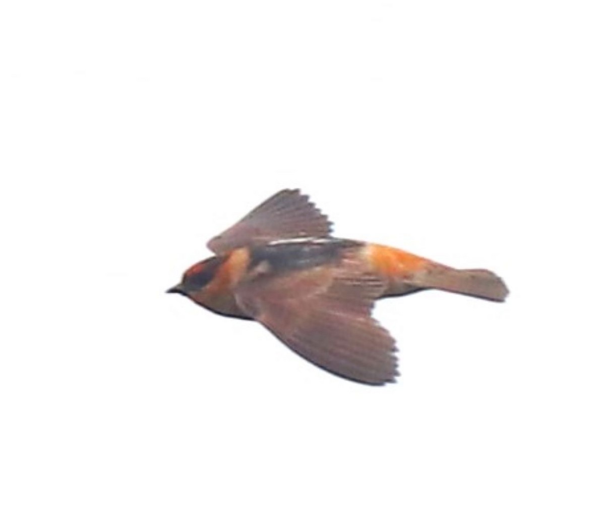 Cave Swallow - ML619315391