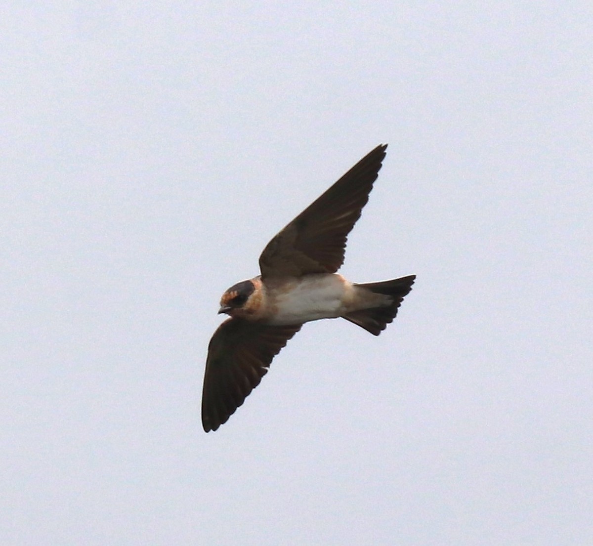 Cave Swallow - ML619315392