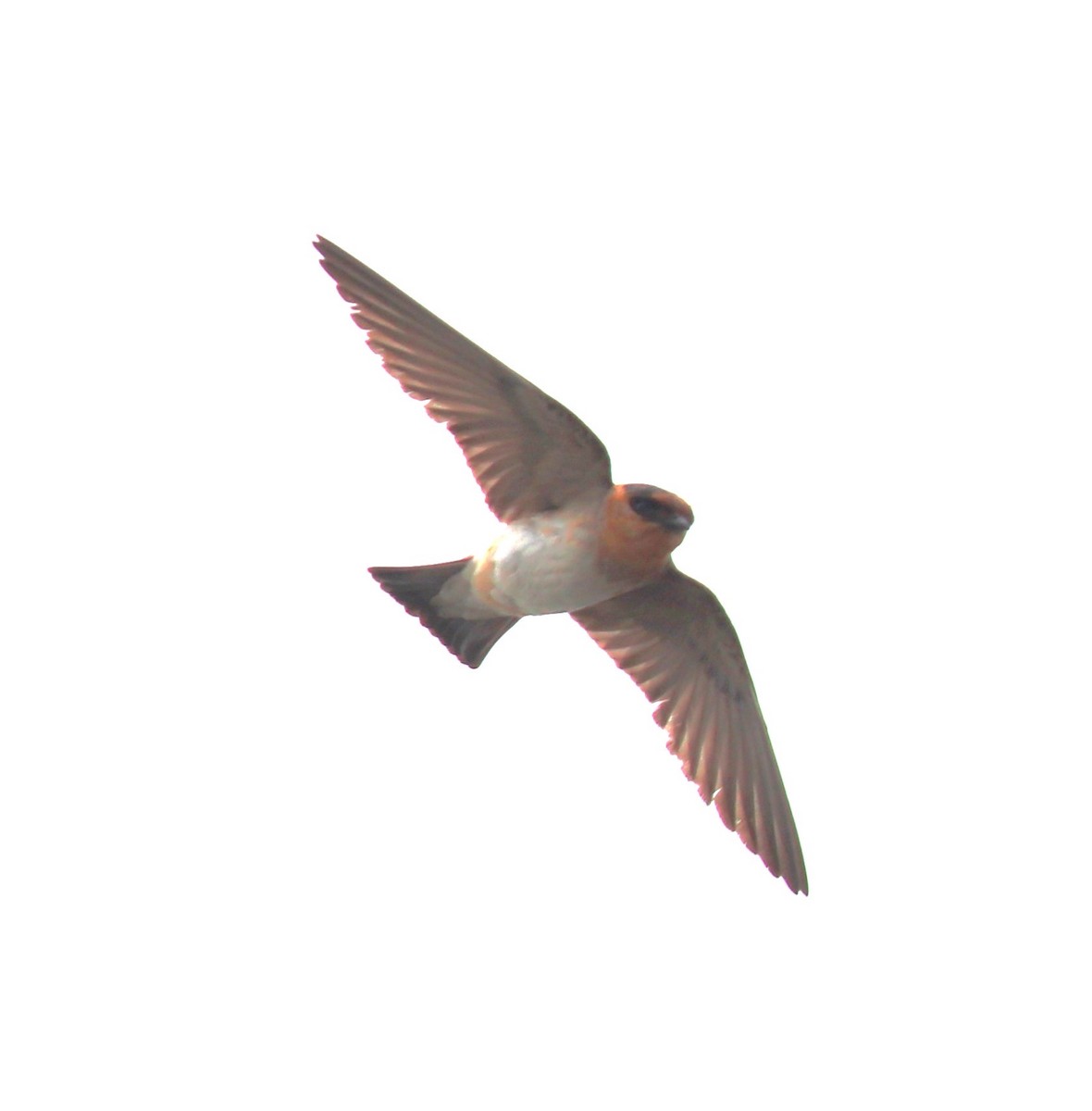 Cave Swallow - ML619315393