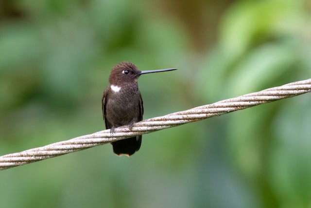 Brown Inca