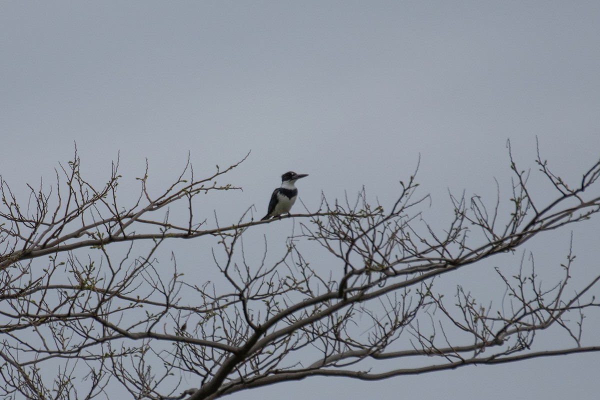 Belted Kingfisher - ML619315440