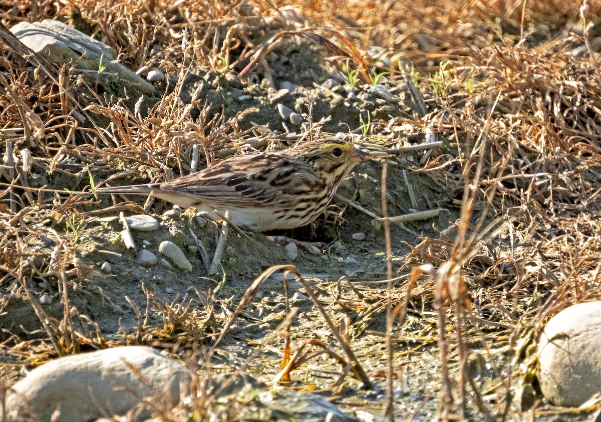Savannah Sparrow - ML619315476