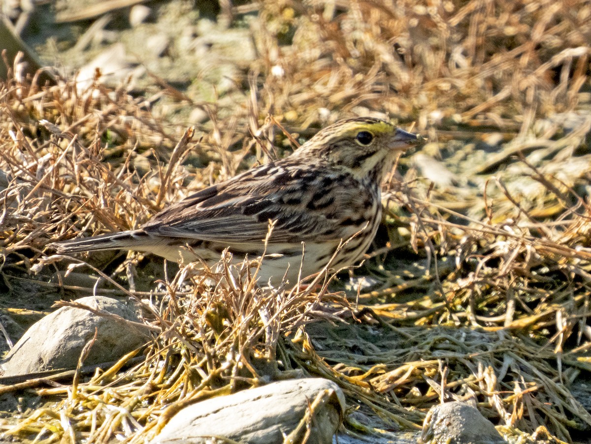 Savannah Sparrow - ML619315478