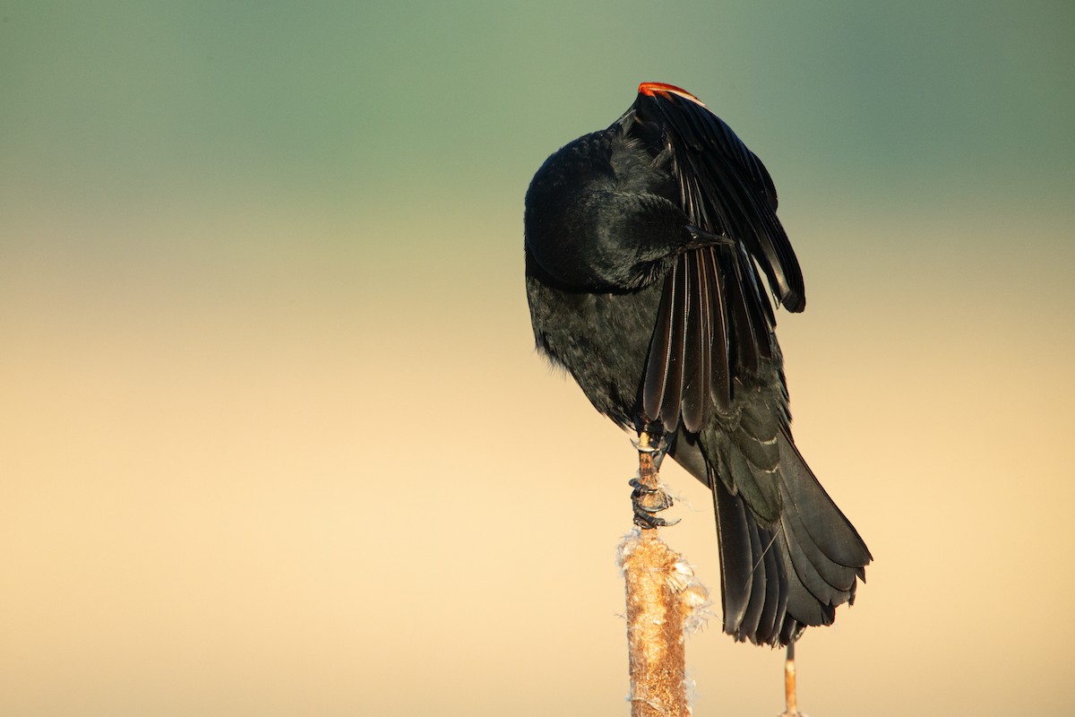 Red-winged Blackbird - ML619315513
