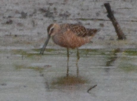 Long-billed Dowitcher - ML619315536