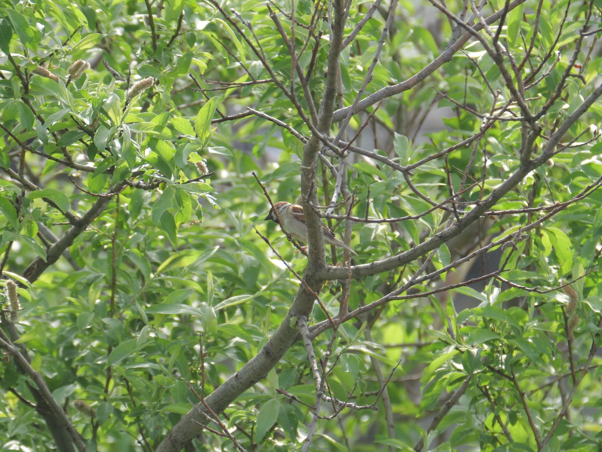 Eurasian Tree Sparrow - ML619315540