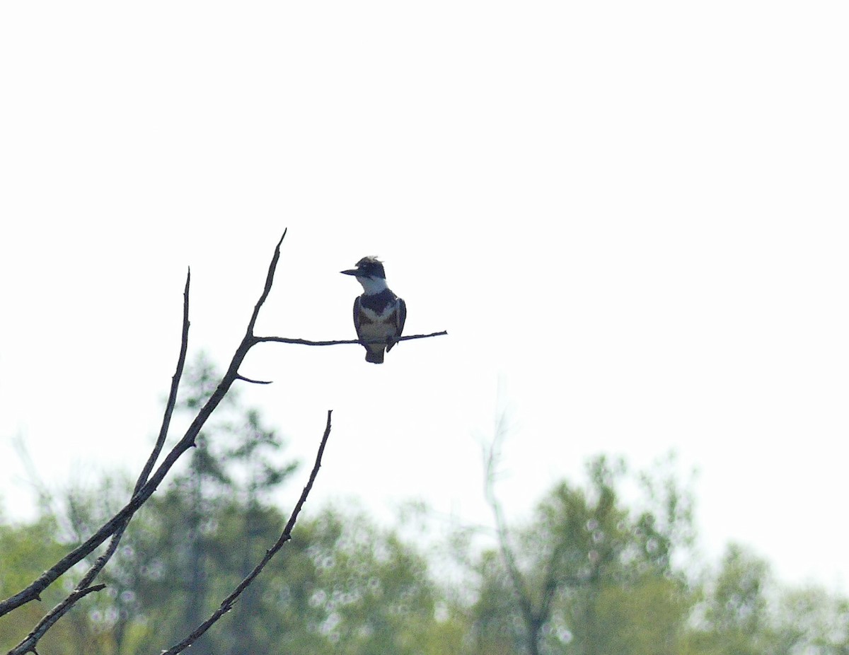 Belted Kingfisher - ML619315586