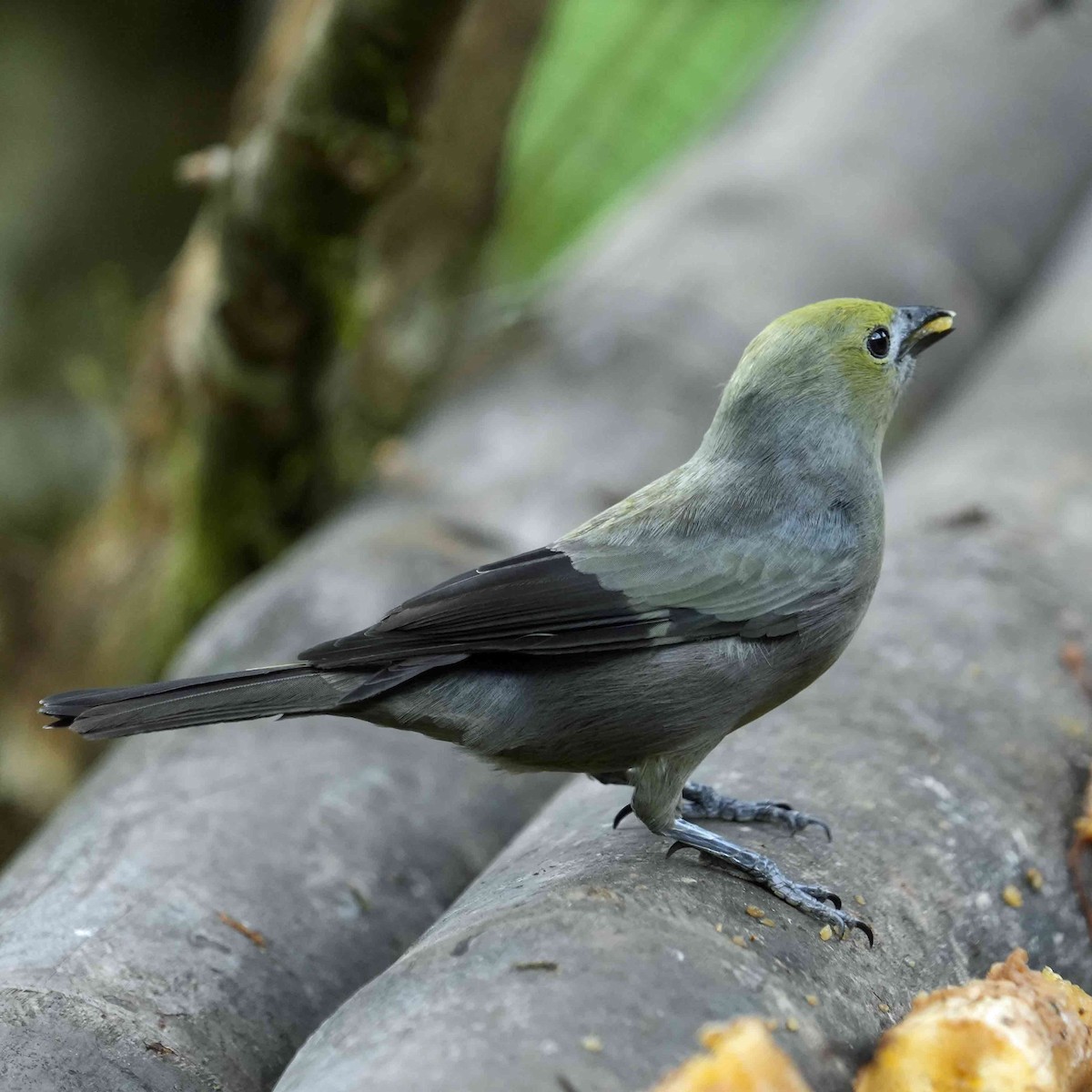 Palm Tanager - ML619315594