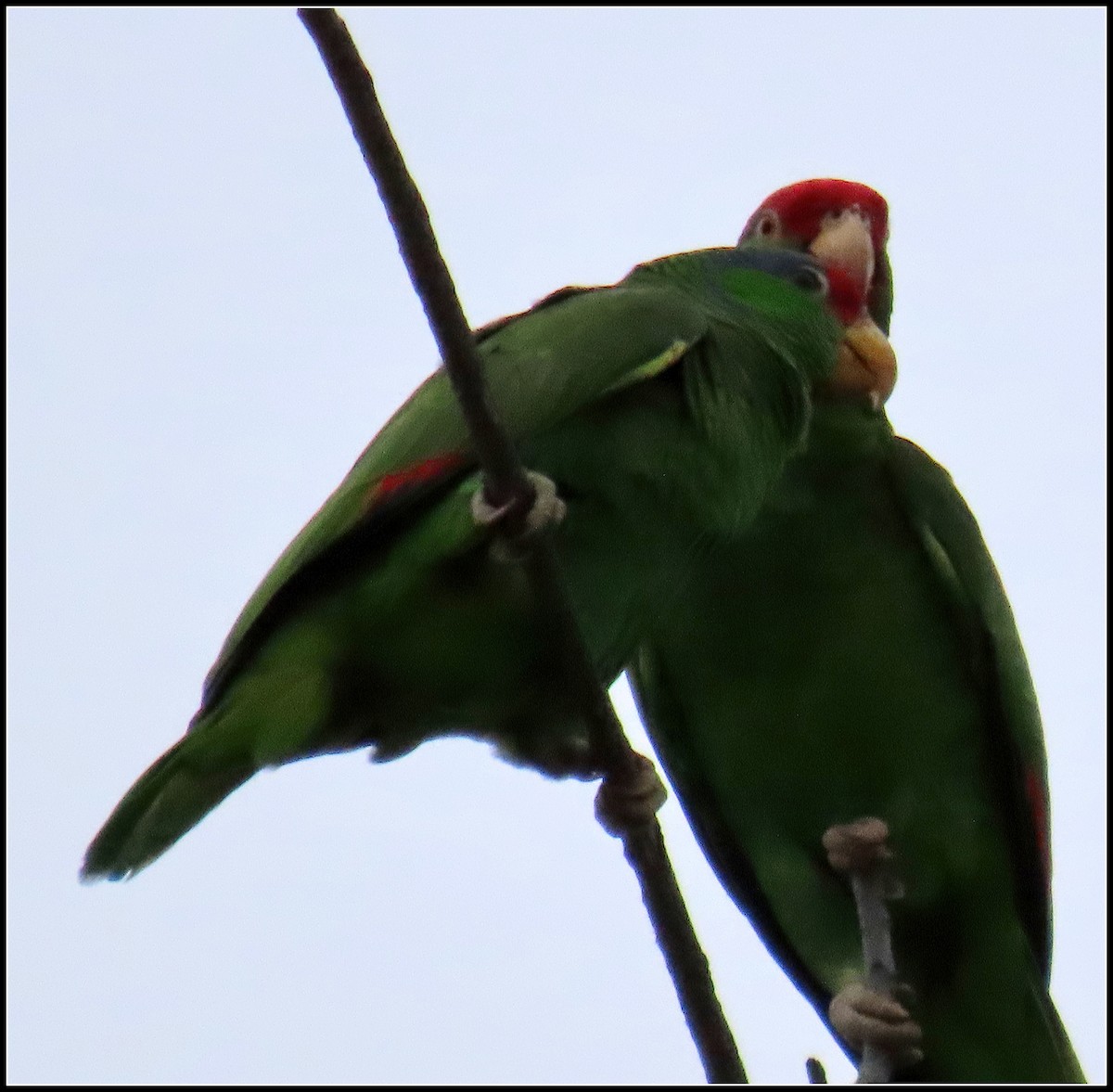 Red-crowned Parrot - ML619315608