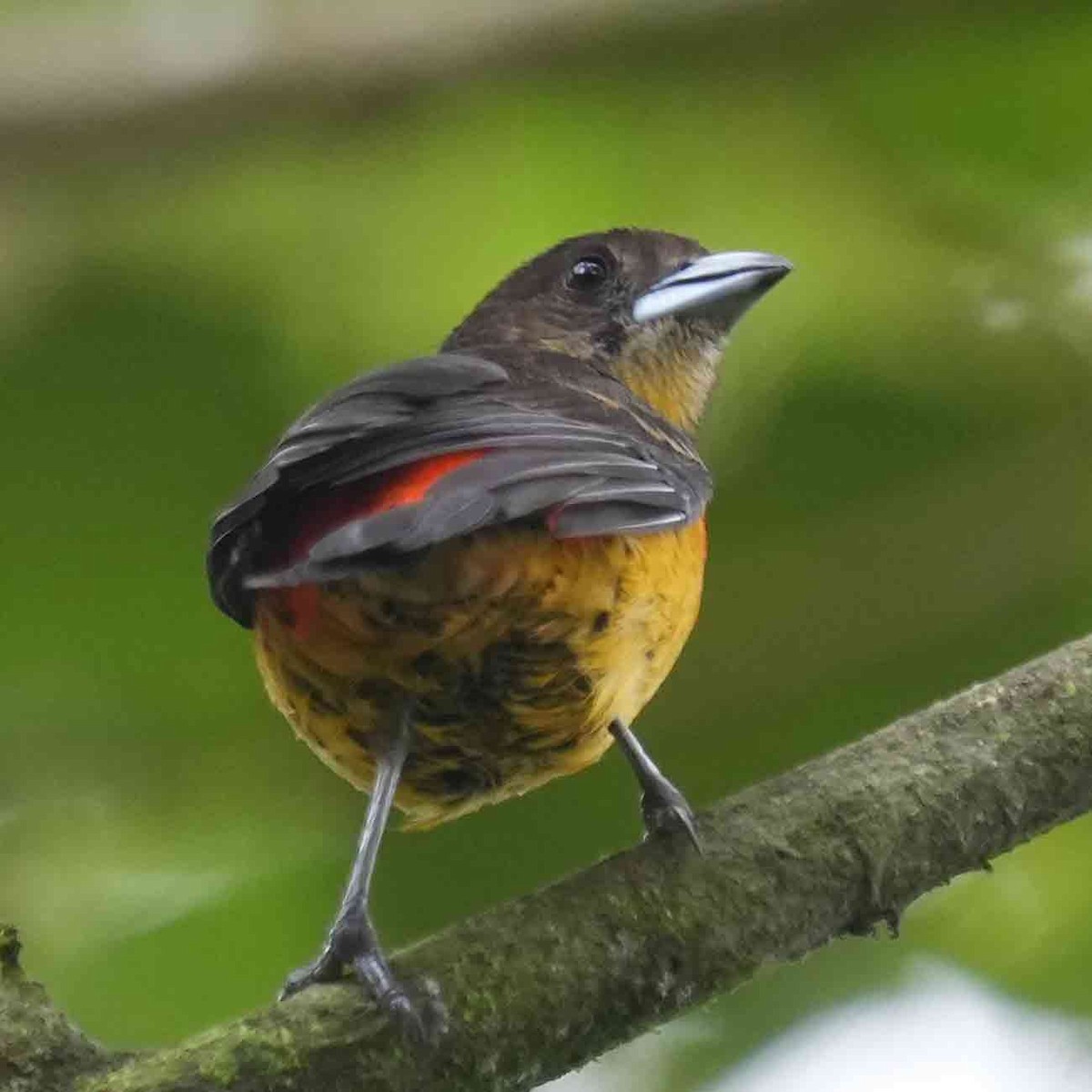 Flame-rumped Tanager - ML619315625