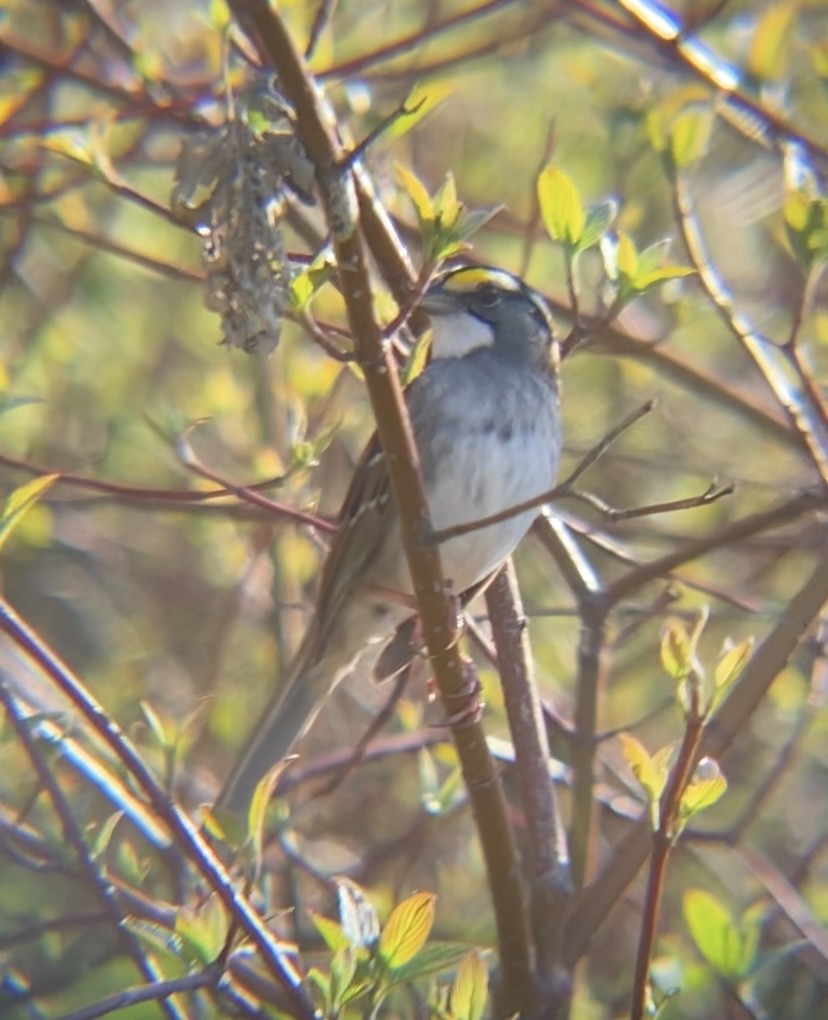 White-throated Sparrow - ML619315635