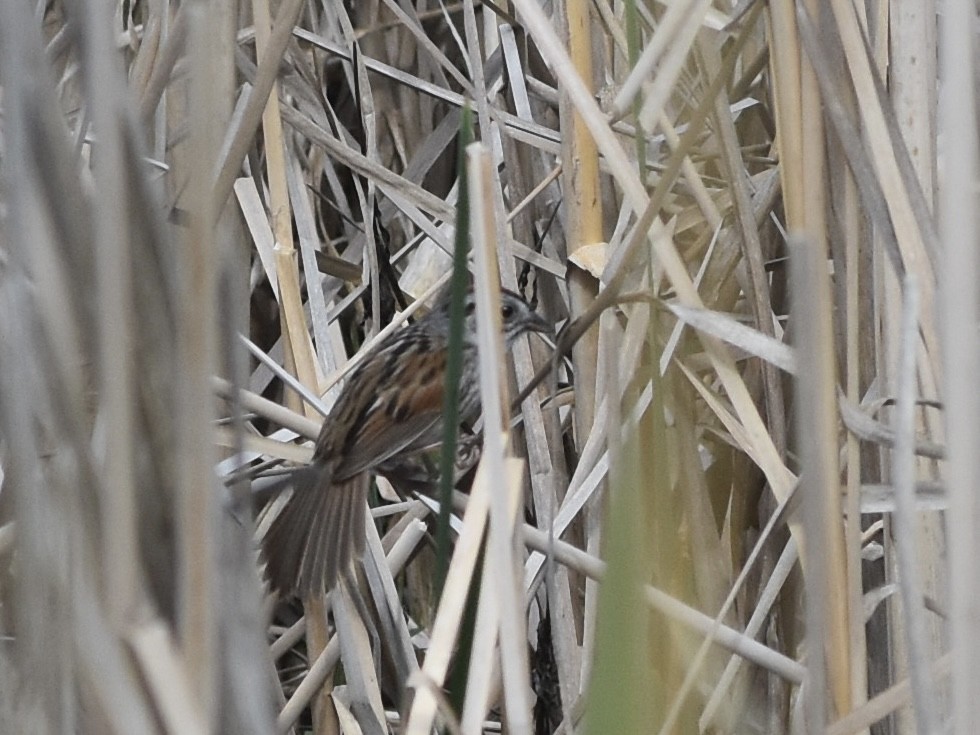 Swamp Sparrow - ML619315641
