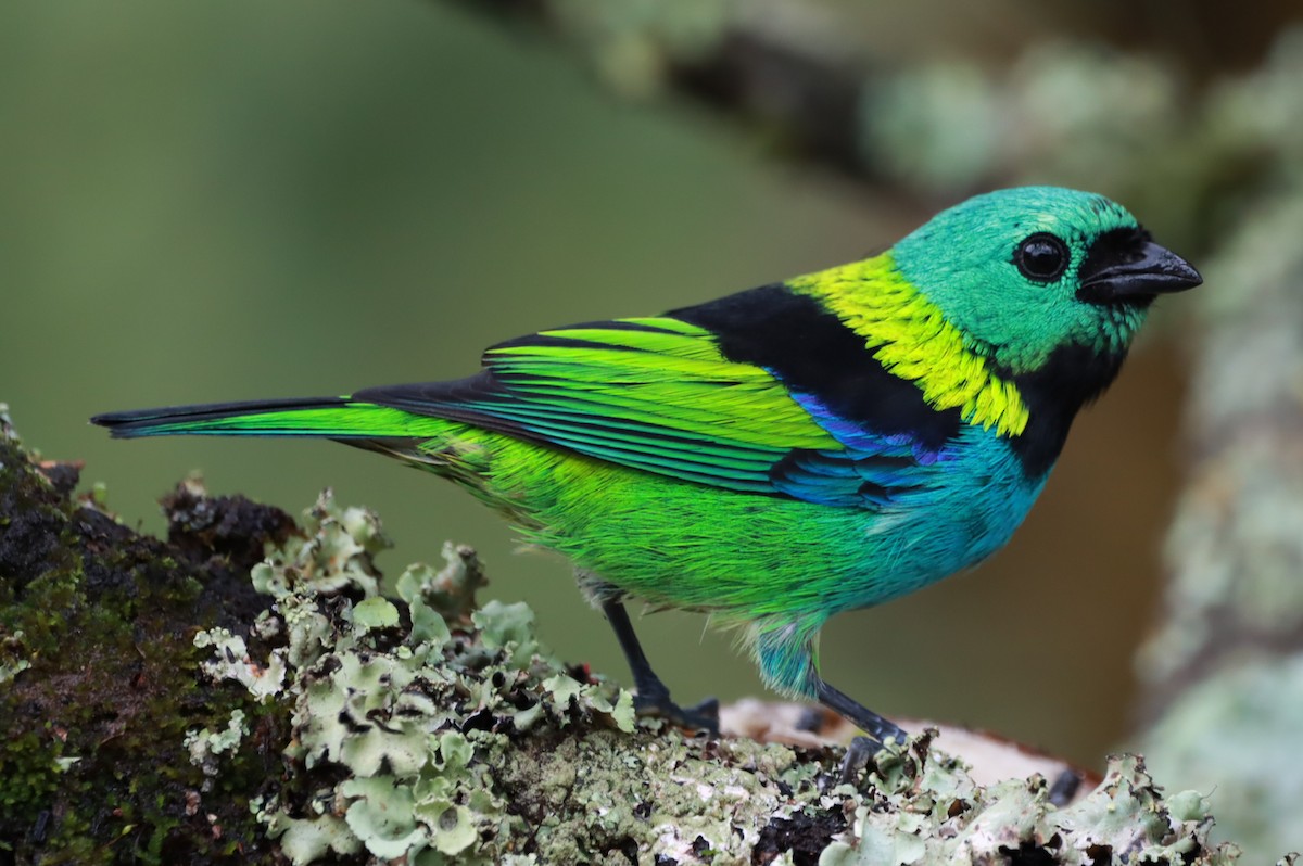 Green-headed Tanager - ML619315647