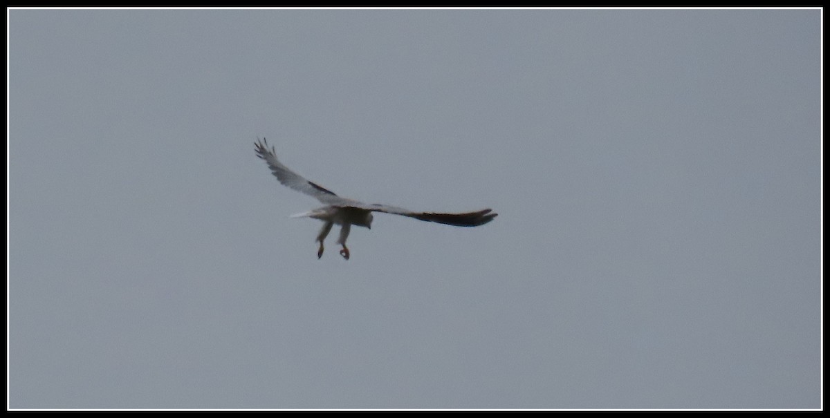 White-tailed Kite - ML619315649