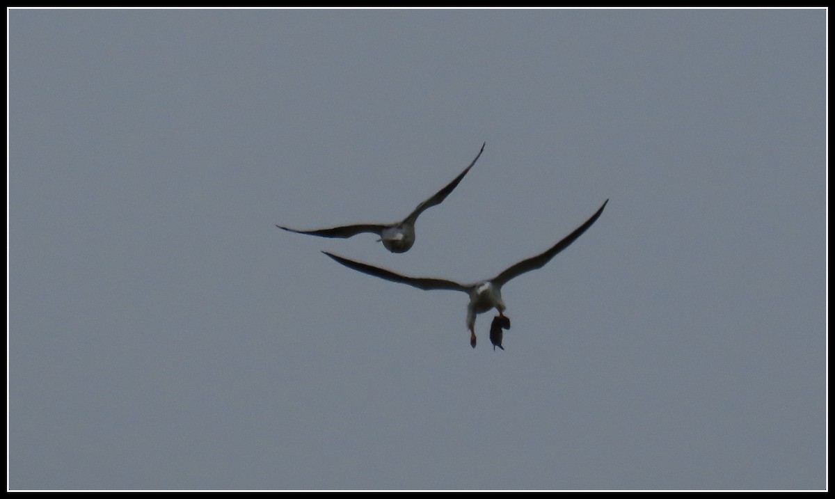 White-tailed Kite - ML619315650