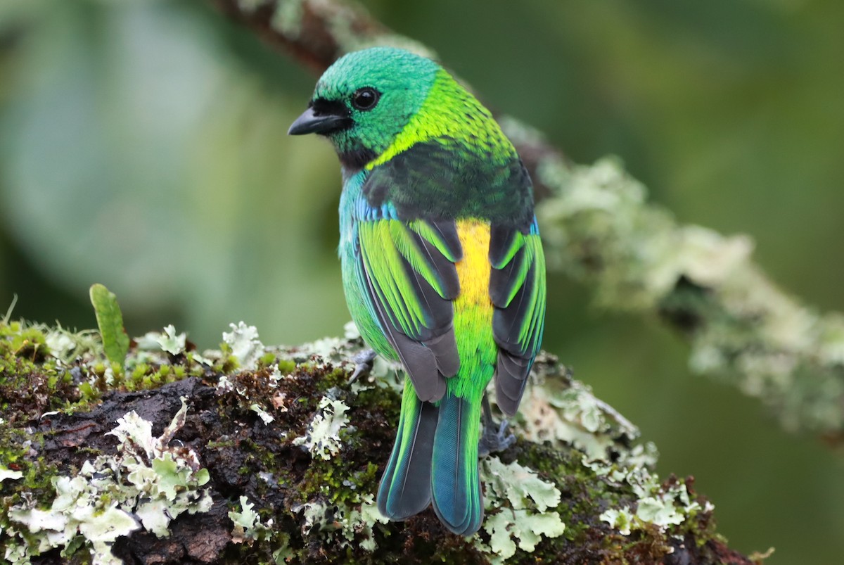 Green-headed Tanager - ML619315656