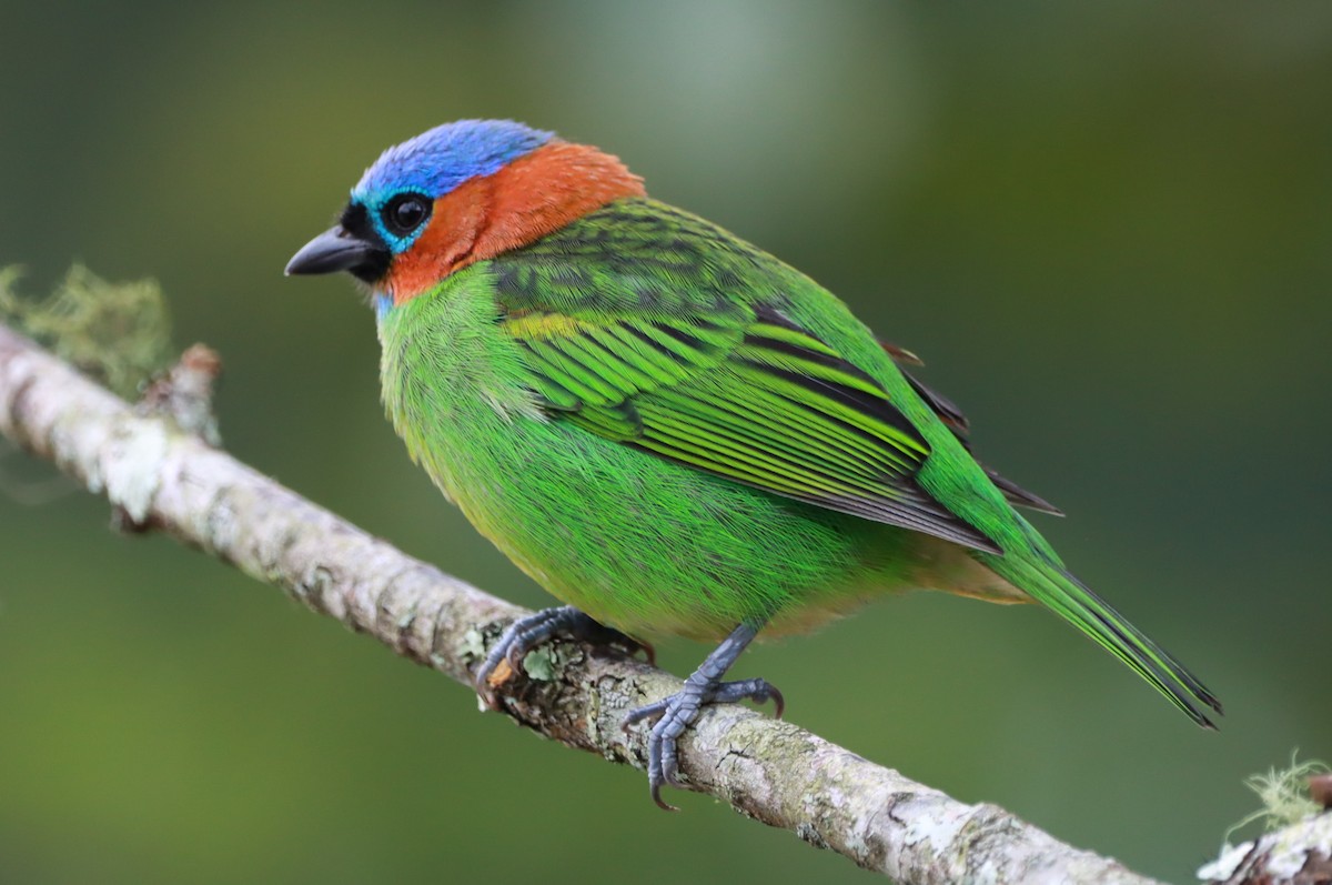Red-necked Tanager - ML619315678