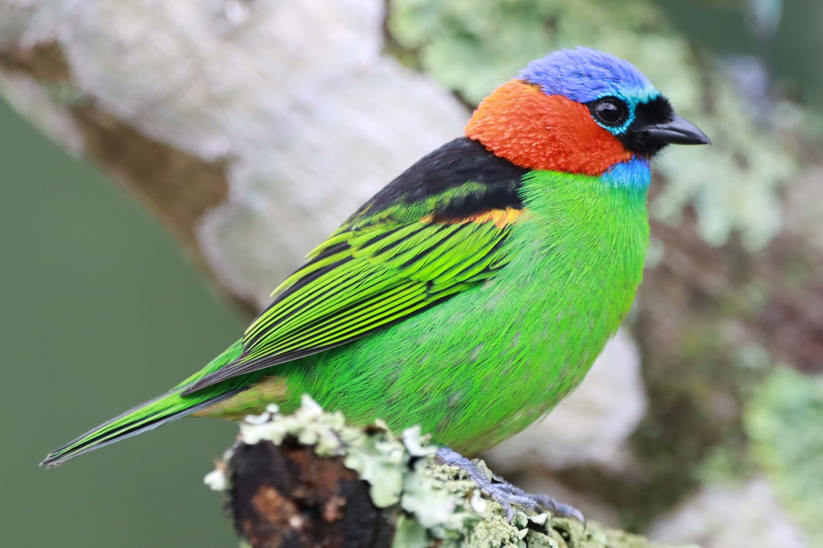 Red-necked Tanager - ML619315690