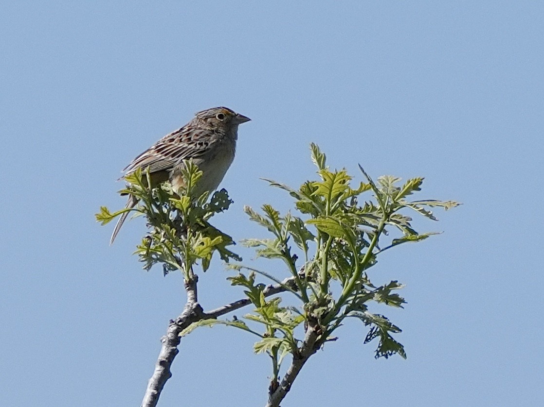 Grasshopper Sparrow - ML619315708