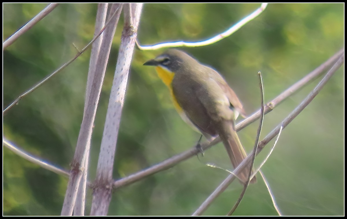 Yellow-breasted Chat - ML619315798