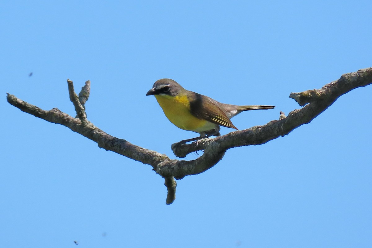 Yellow-breasted Chat - ML619315830