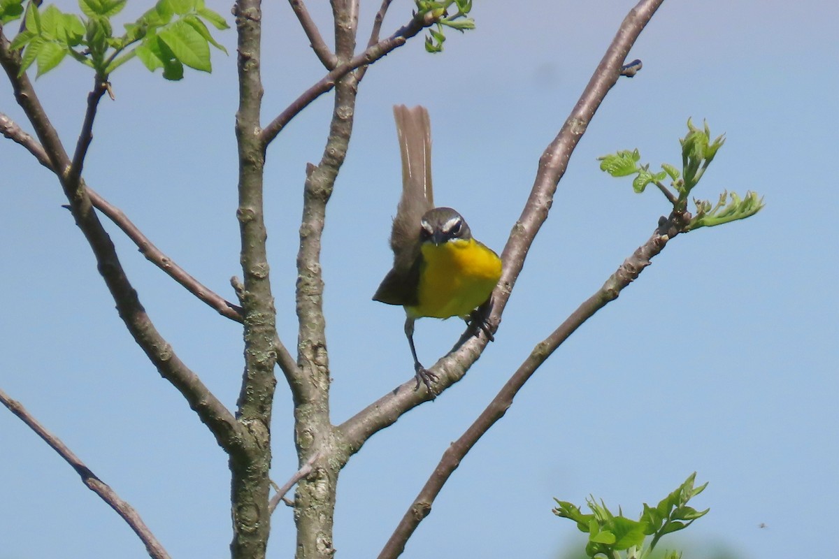 Yellow-breasted Chat - ML619315831
