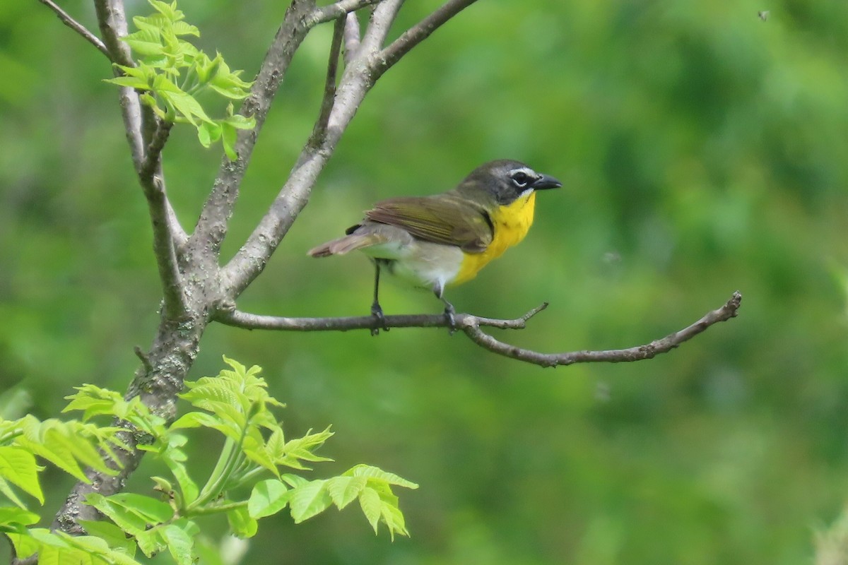 Yellow-breasted Chat - ML619315832