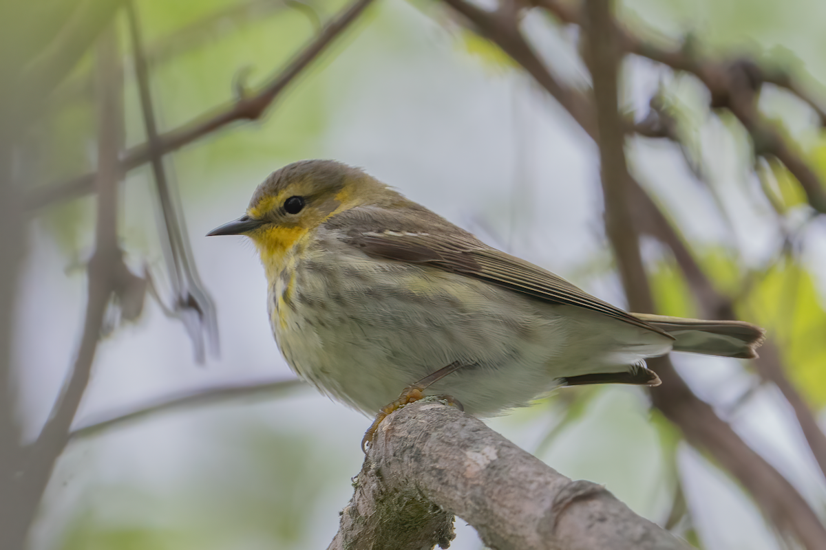 Cape May Warbler - ML619315833