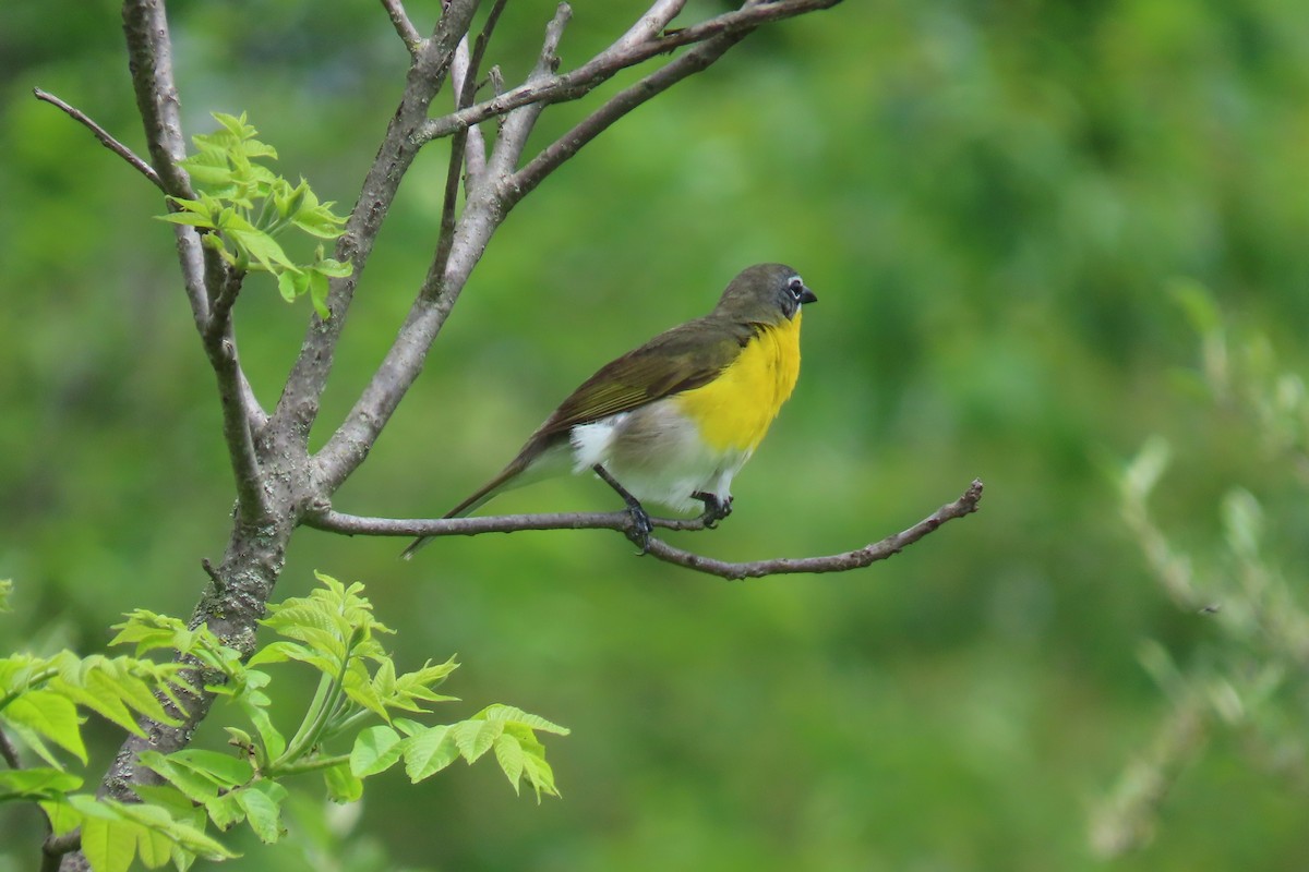 Yellow-breasted Chat - ML619315835