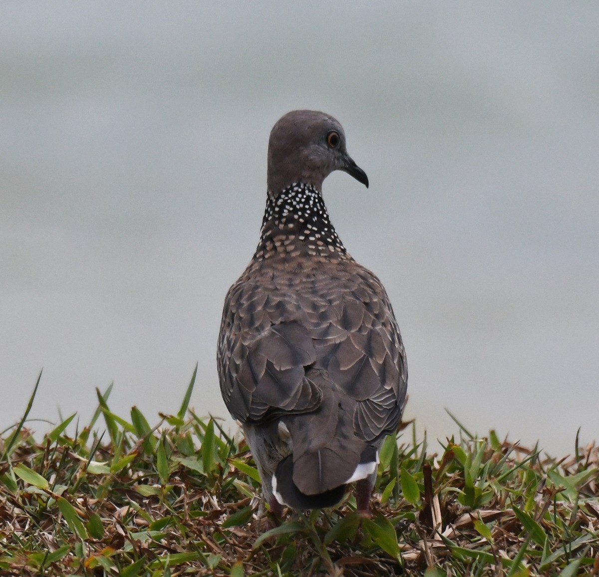 Spotted Dove - ML619315871