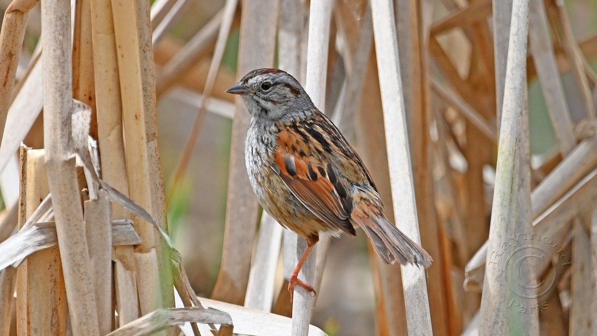 Swamp Sparrow - ML619315883
