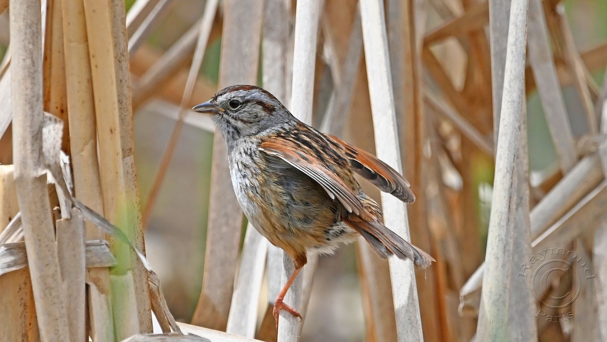 Swamp Sparrow - ML619315888