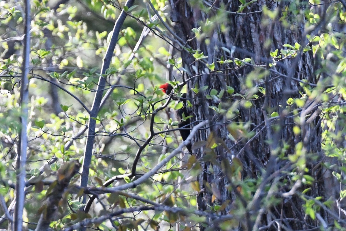 Pileated Woodpecker - ML619315903