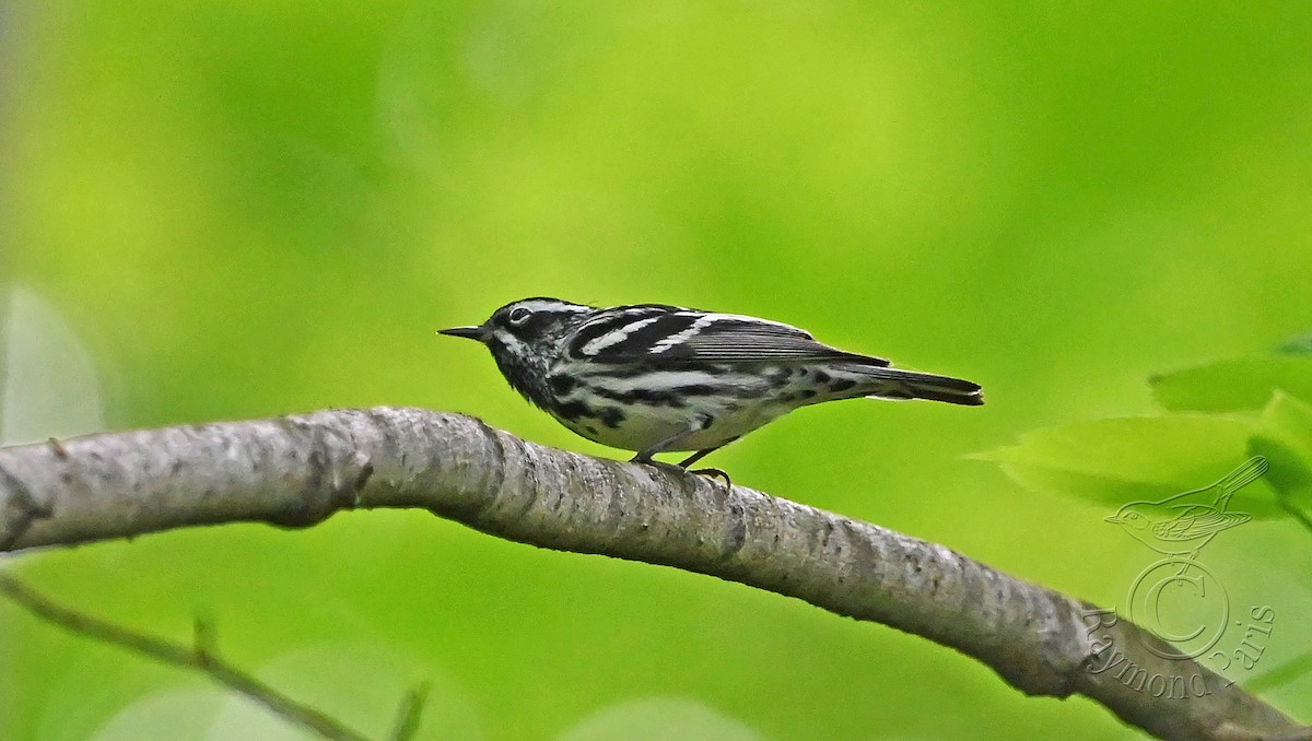 Black-and-white Warbler - ML619315934