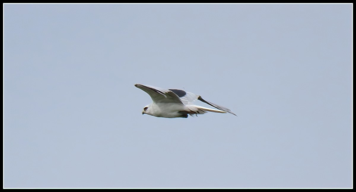 White-tailed Kite - ML619315936