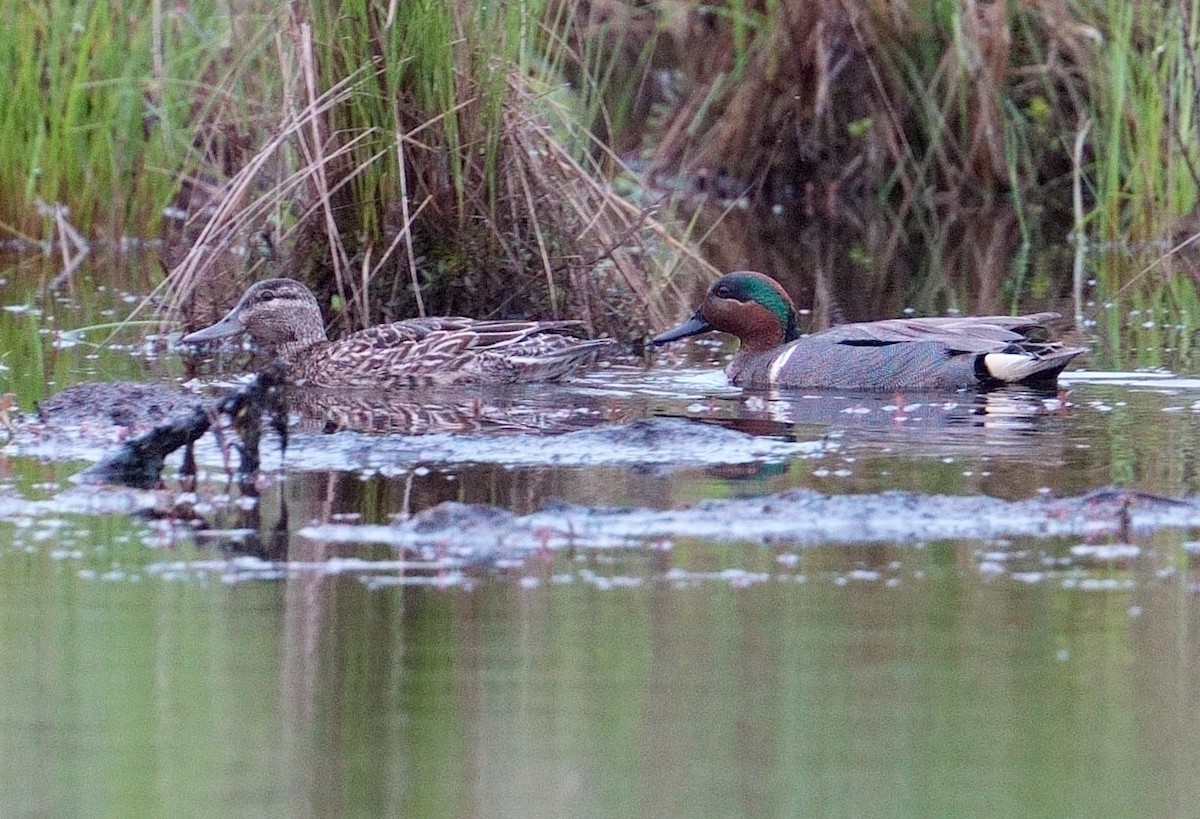 Green-winged Teal - ML619315992