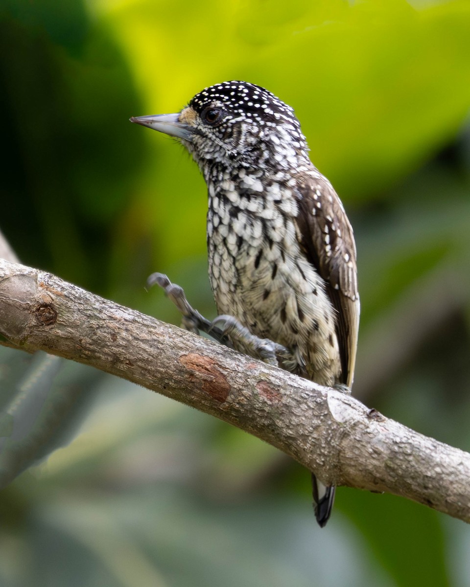 White-wedged Piculet - ML619315994
