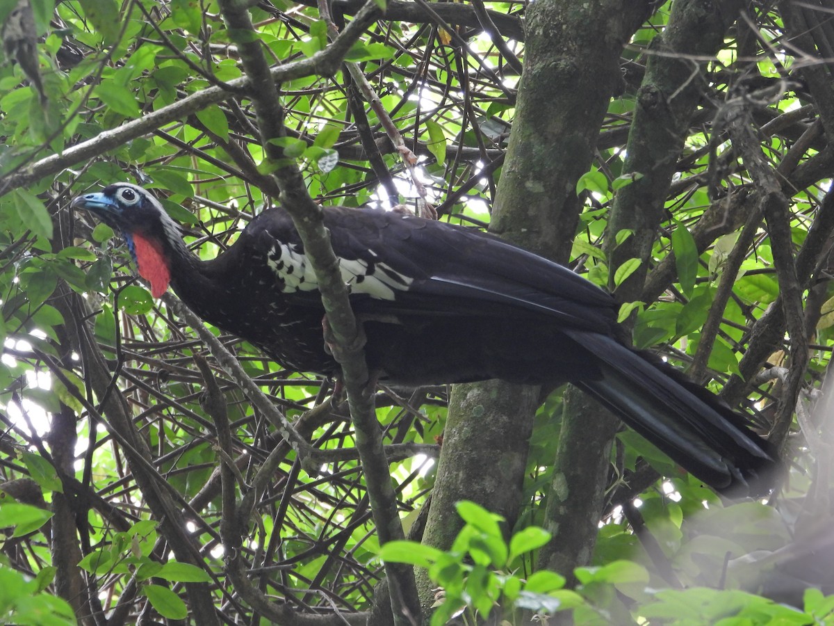 Black-fronted Piping-Guan - ML619316045