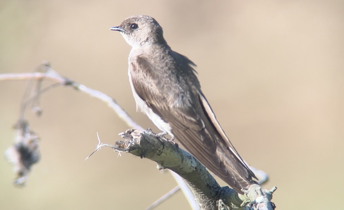 Northern Rough-winged Swallow - ML619316047