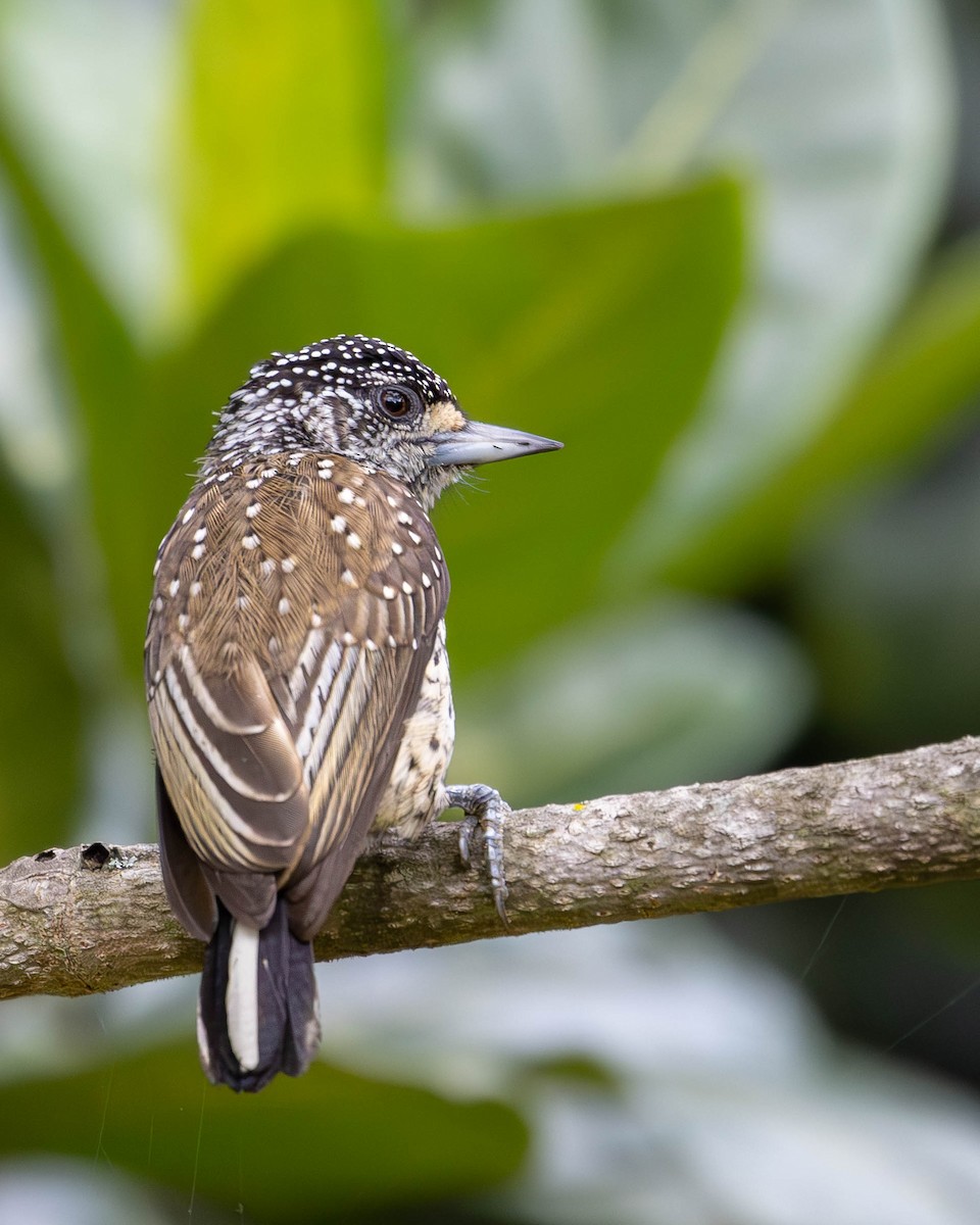 White-wedged Piculet - ML619316050