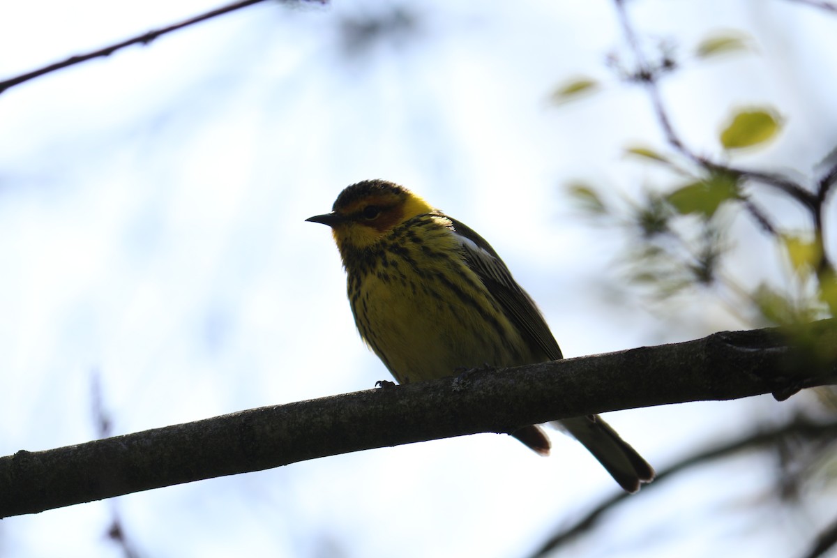 Cape May Warbler - ML619316065