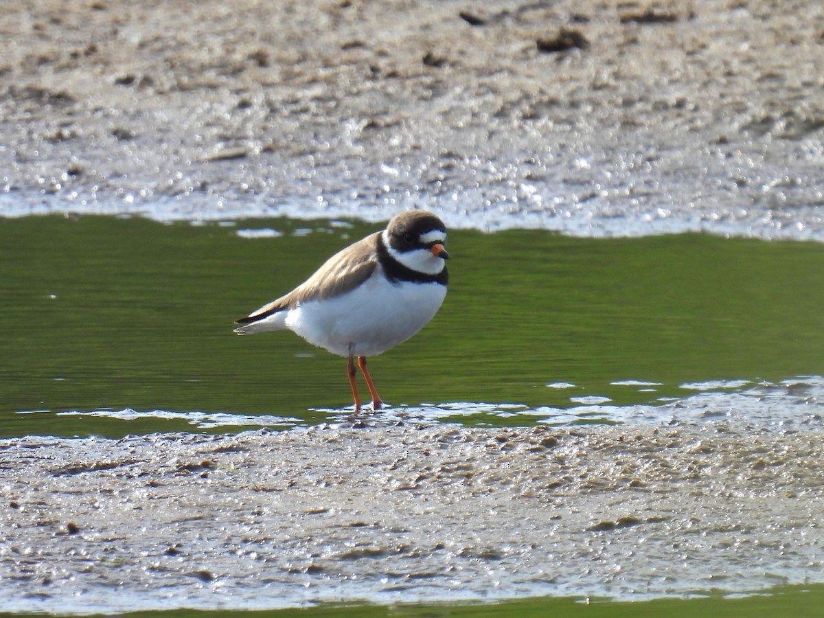 Semipalmated Plover - ML619316070