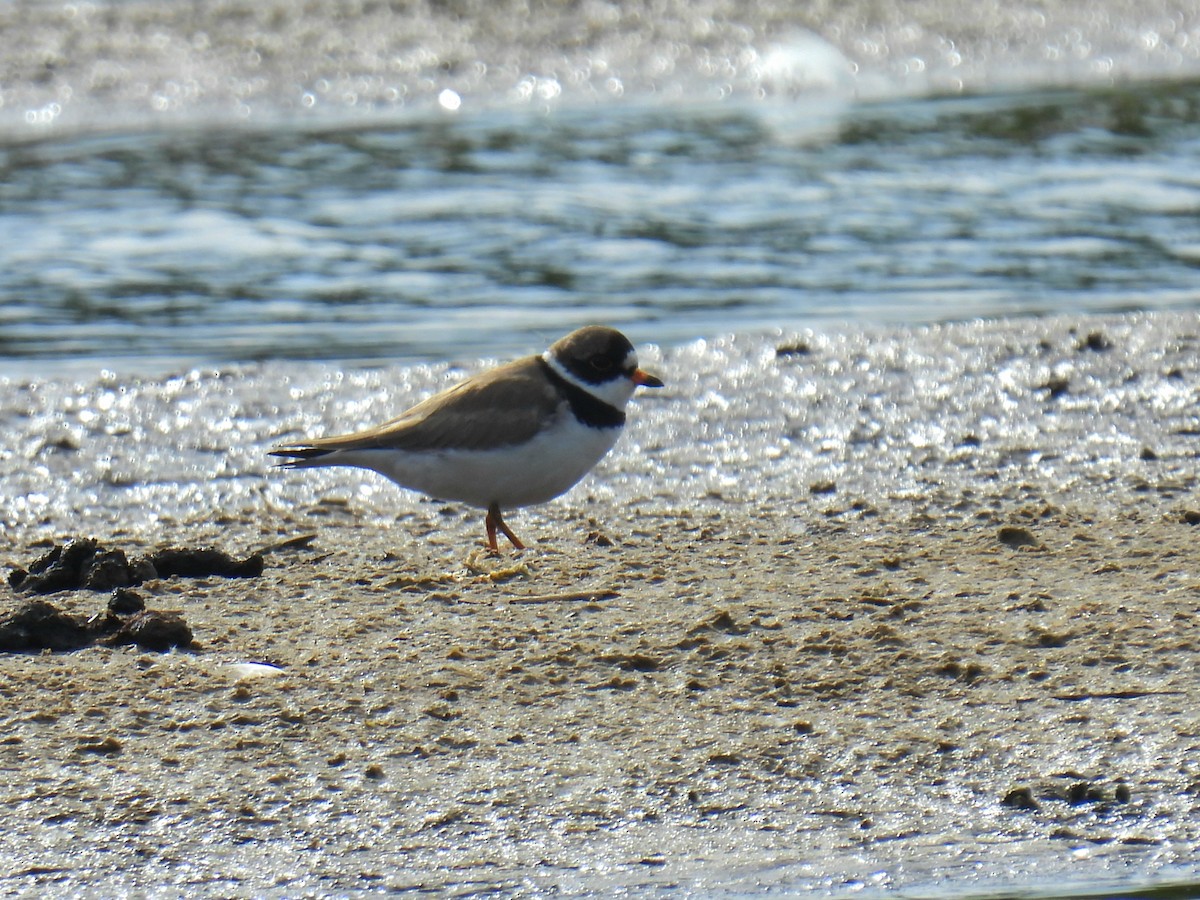 Semipalmated Plover - ML619316071