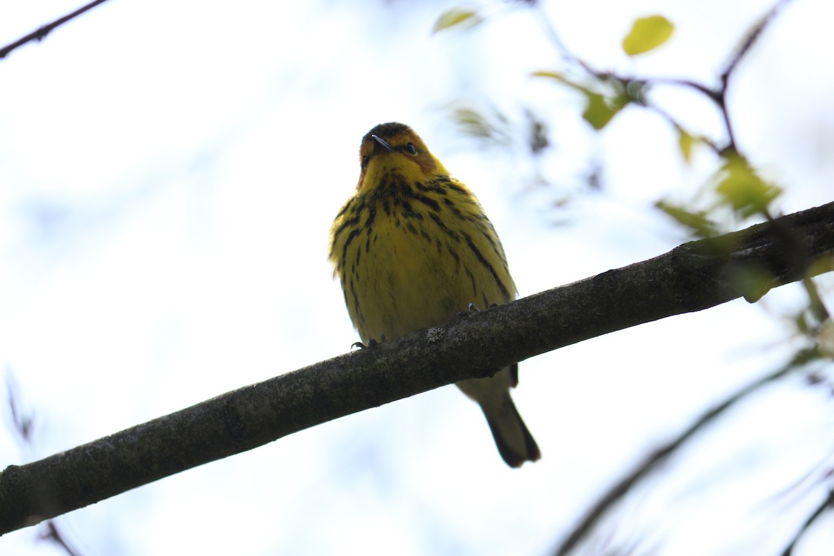 Cape May Warbler - ML619316077
