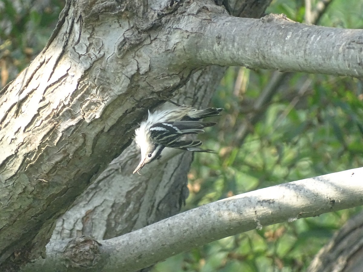 Black-and-white Warbler - ML619316078