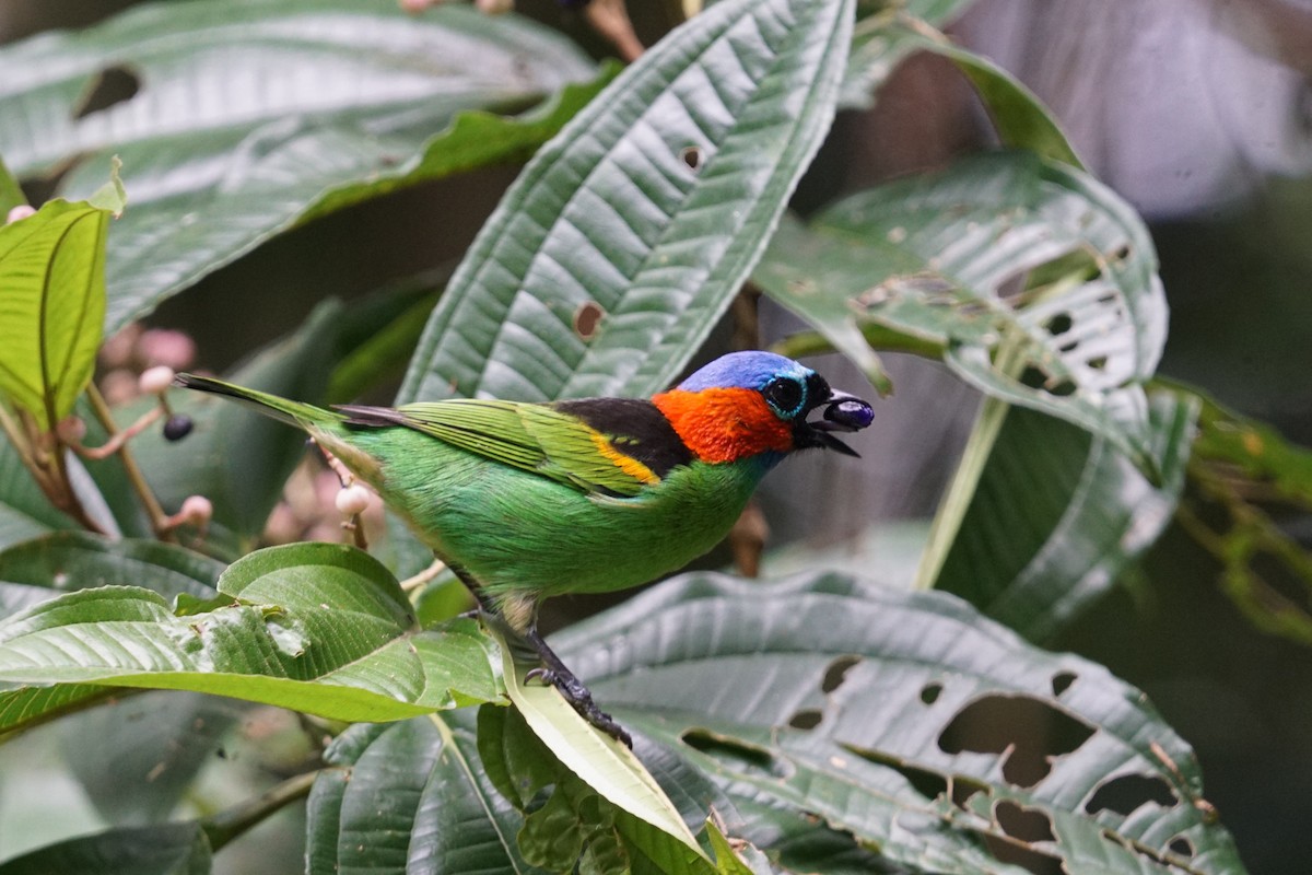 Red-necked Tanager - ML619316139