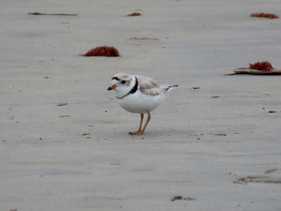 Piping Plover - ML619316141