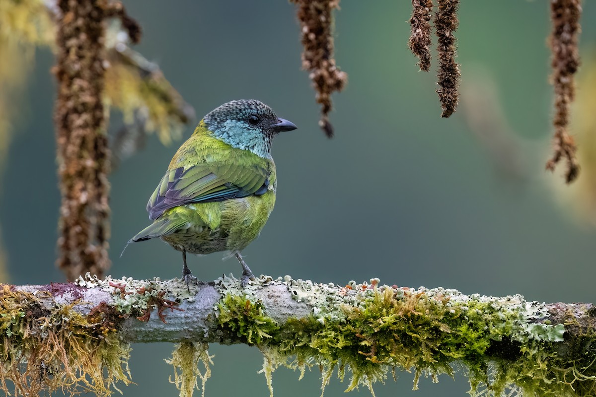 Black-capped Tanager - ML619316172