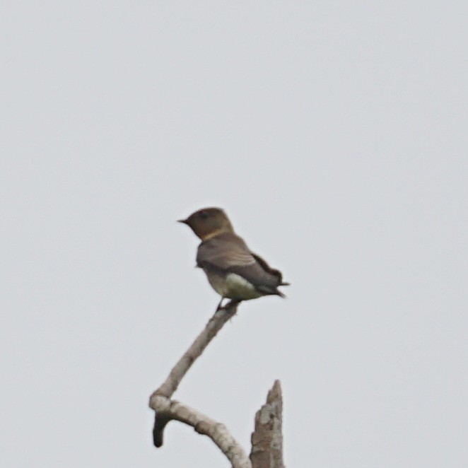 Southern Rough-winged Swallow - ML619316184
