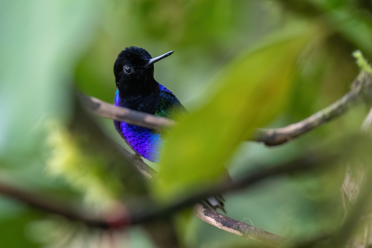 kolibřík hyacintový - ML619316199